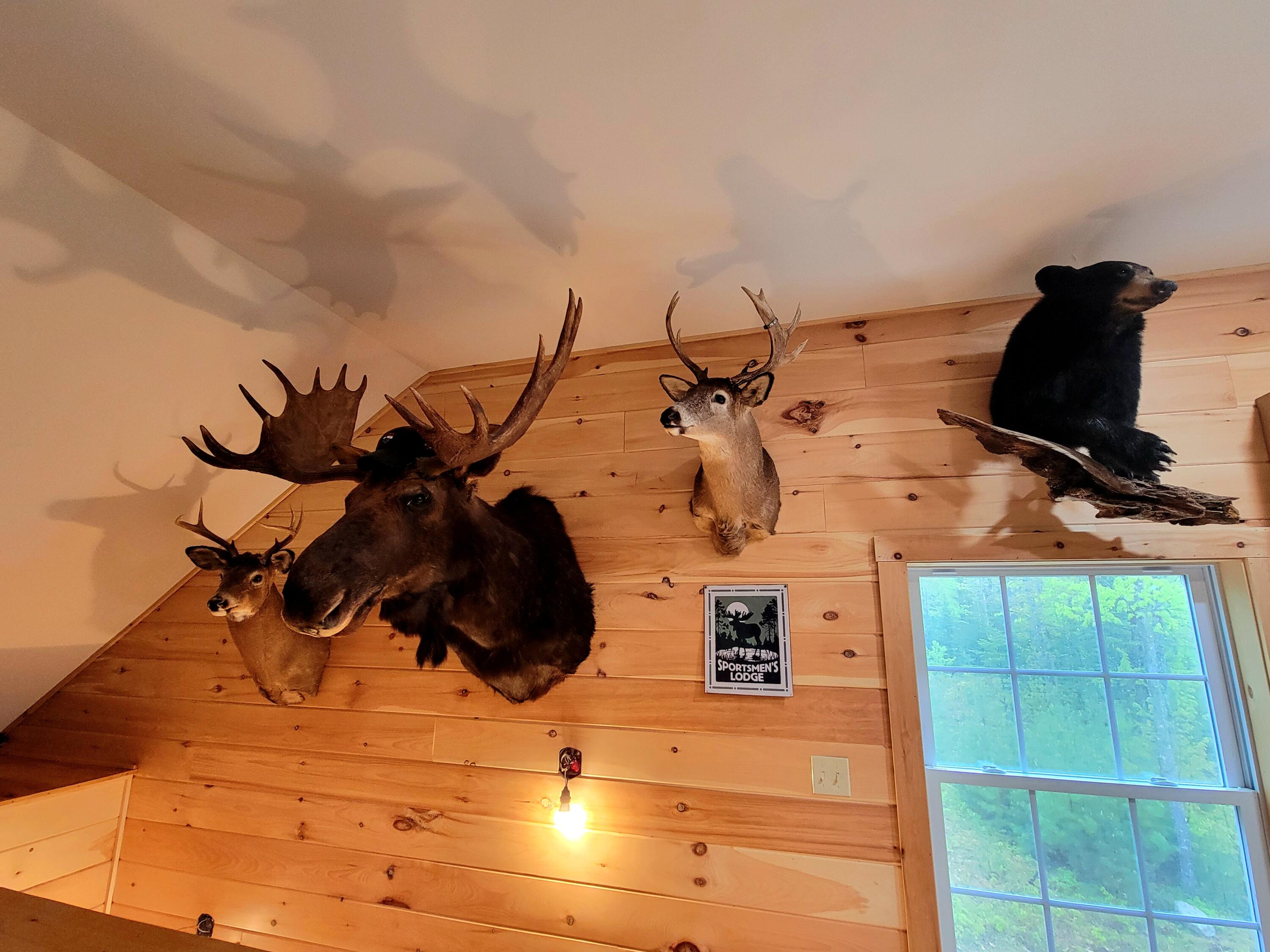 167 Bolsters Mills Road Harrison, ME 04040 - Photo 7 of 24 wildlife from the property