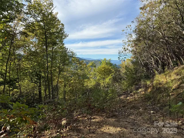 a view of a bunch of trees and bushes
