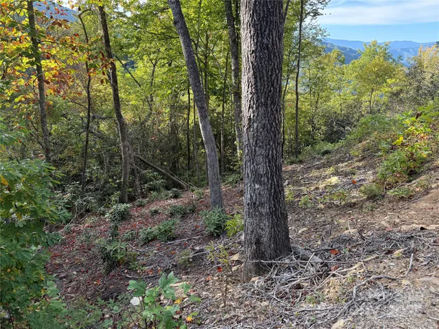 a view of a forest filled with trees