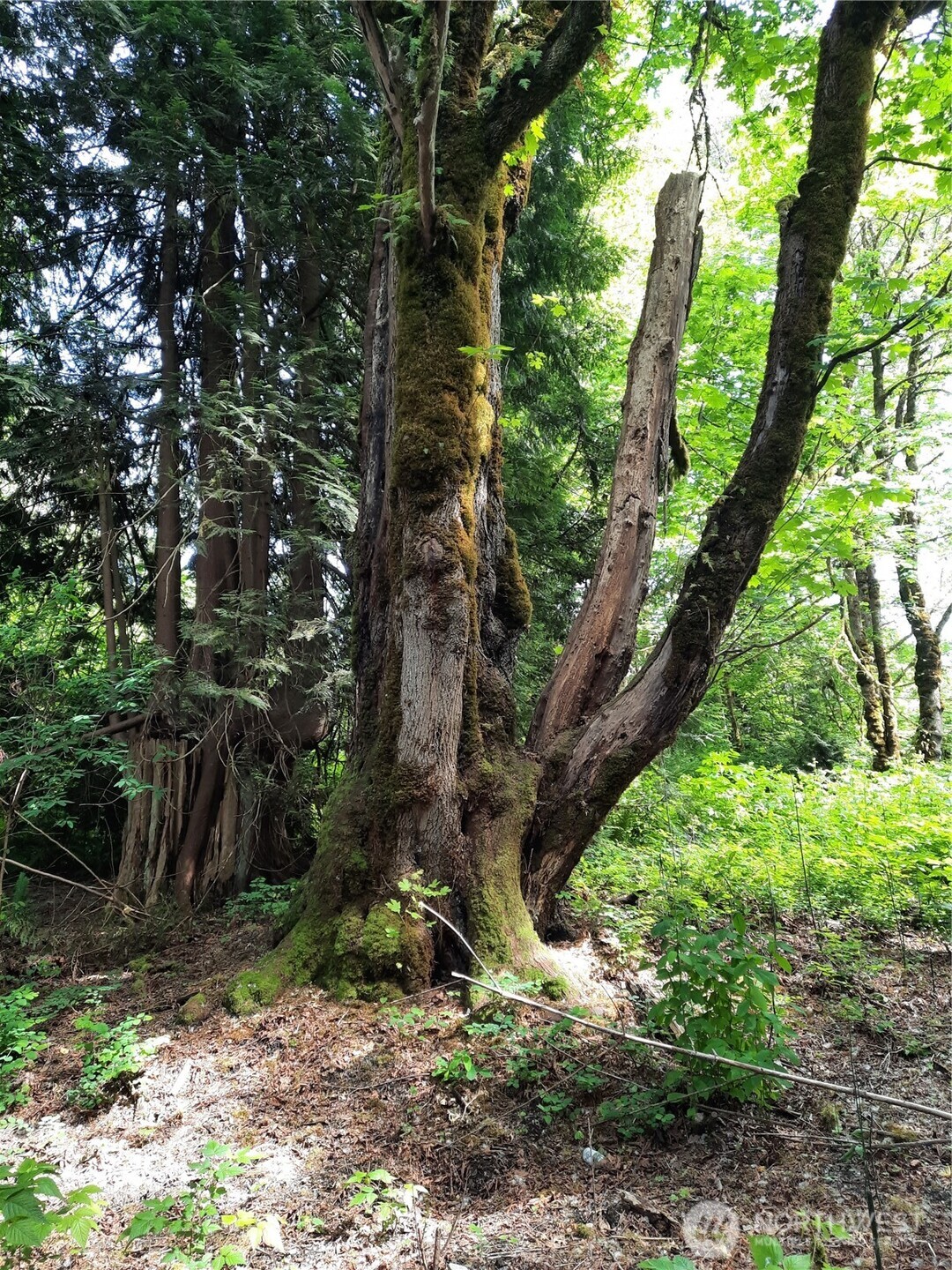 a backyard of a house with lots of green space