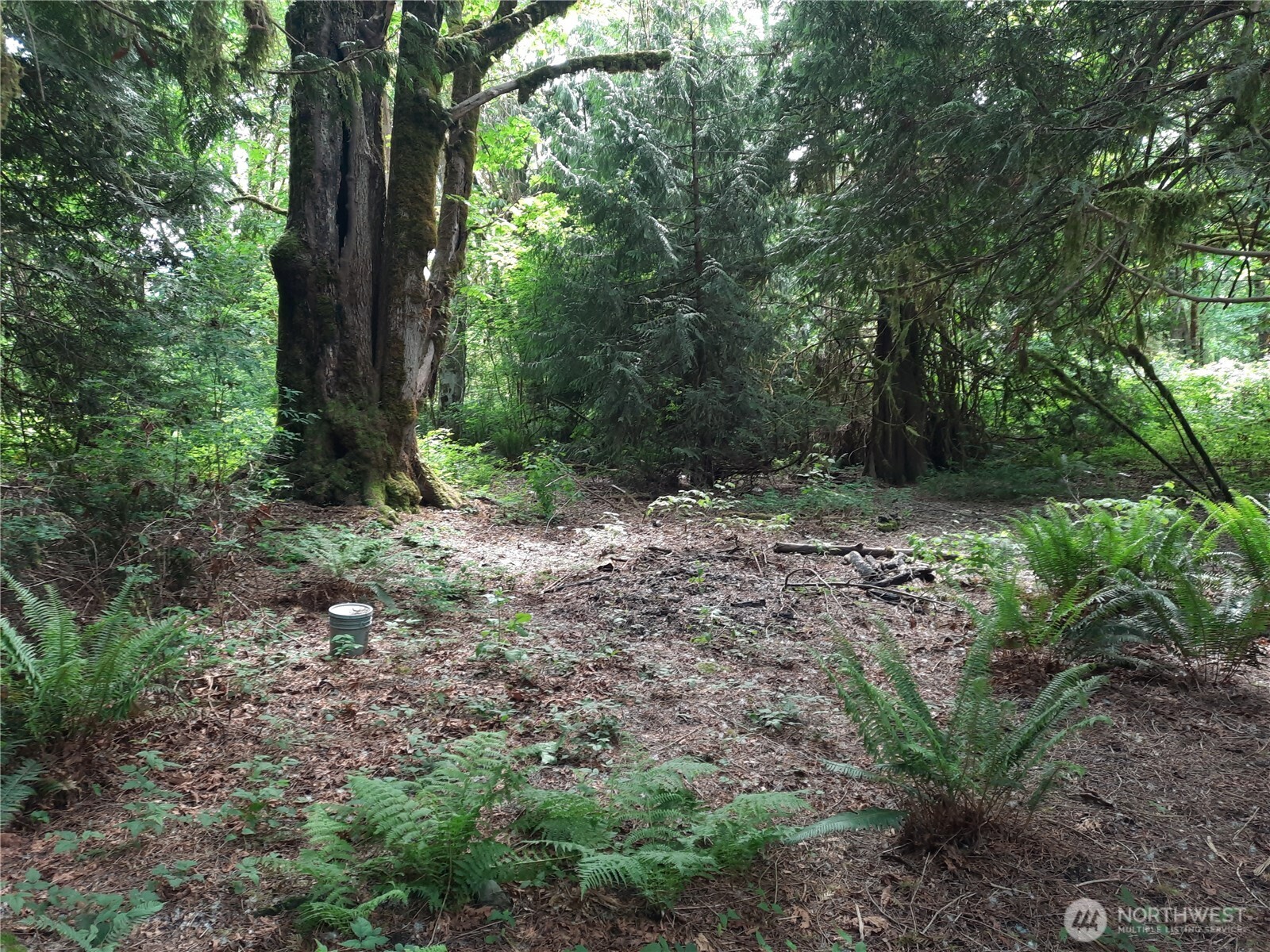 0 Center Street Concrete, WA 98237 - Photo 2 of 7 a backyard of a house with lots of green space