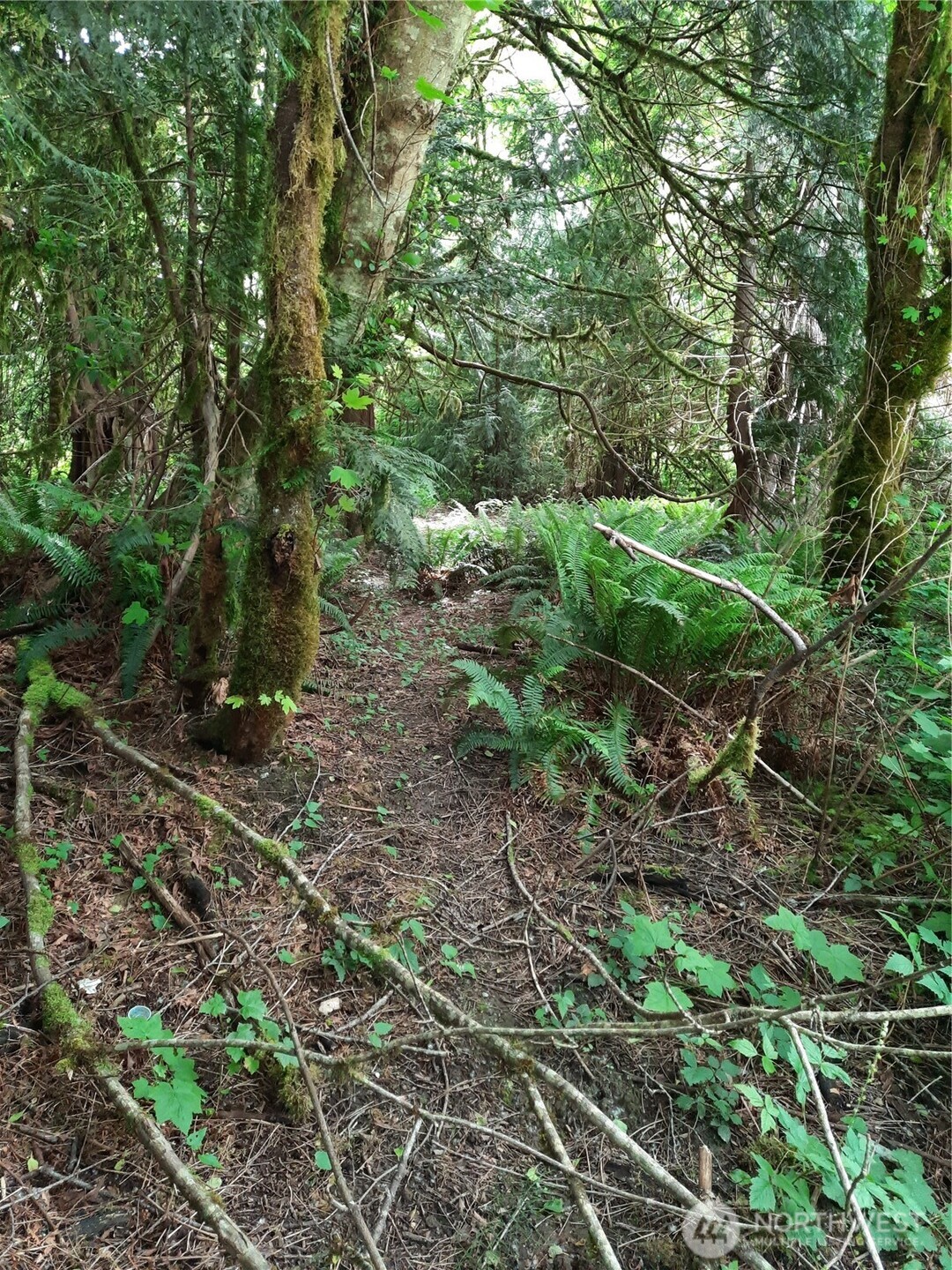 0 Center Street Concrete, WA 98237 - Photo 3 of 7 a view of a field with plants and trees