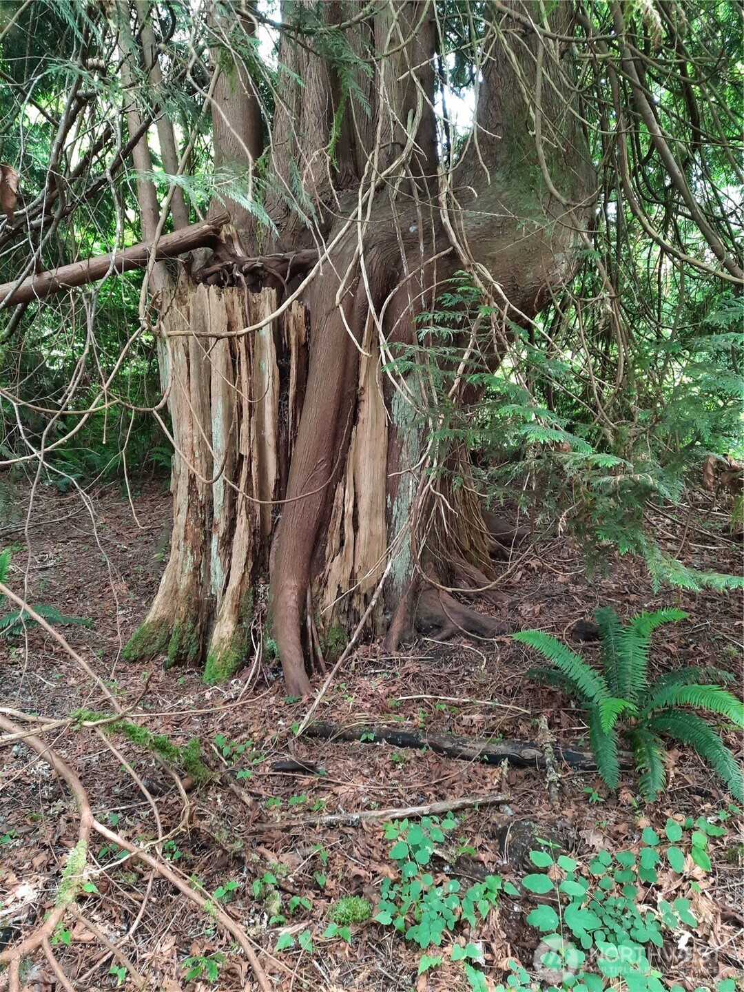 0 Center Street Concrete, WA 98237 - Photo 5 of 7 a view of a yard with a tree