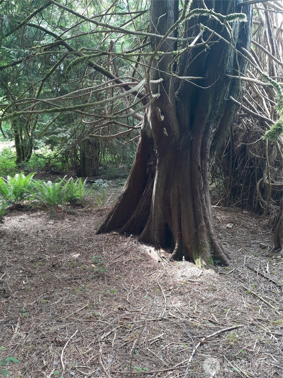 0 Center Street Concrete, WA 98237 - Photo 6 of 7