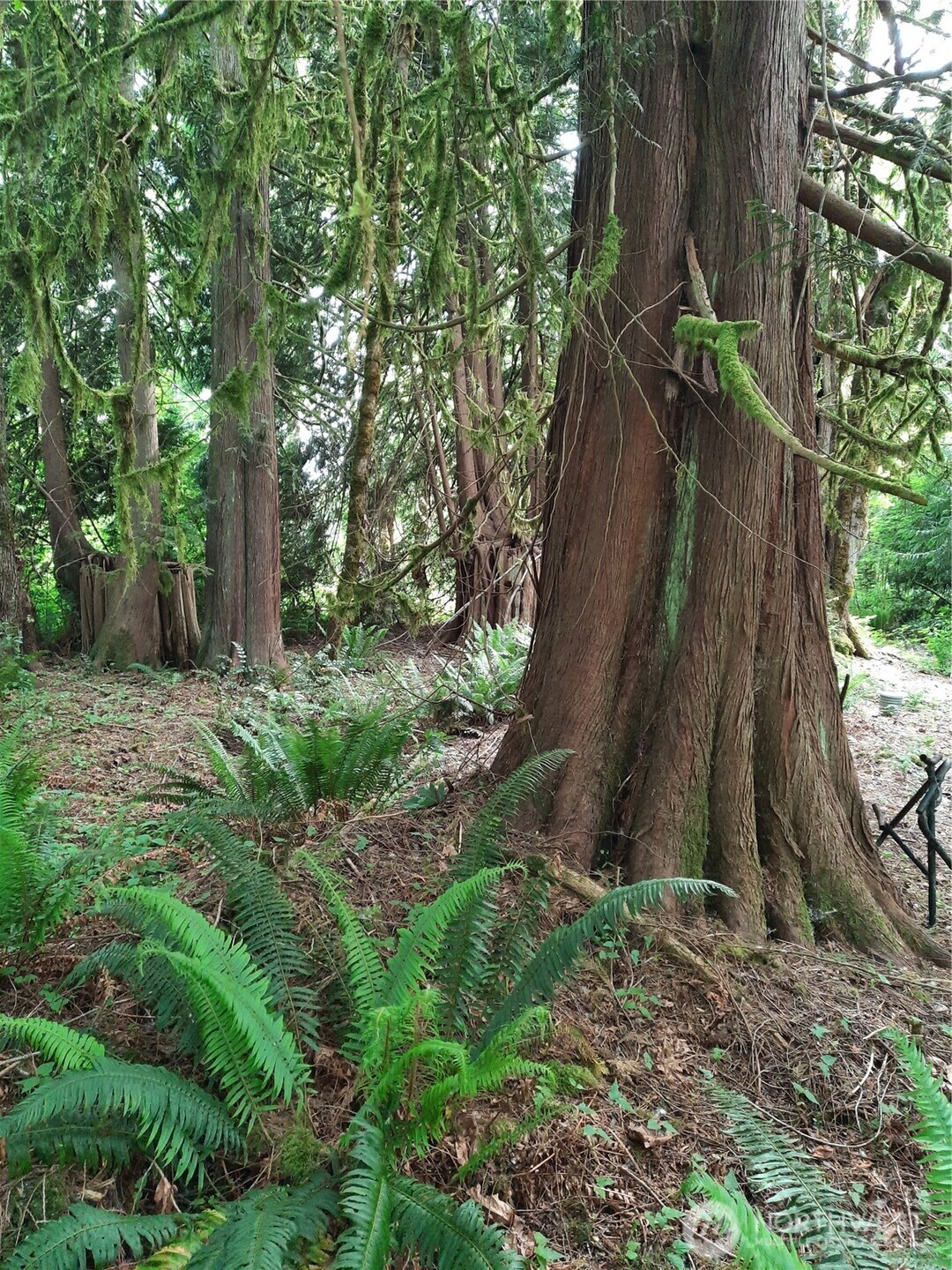 0 Center Street Concrete, WA 98237 - Photo 7 of 7 a backyard of a house with lots of green space