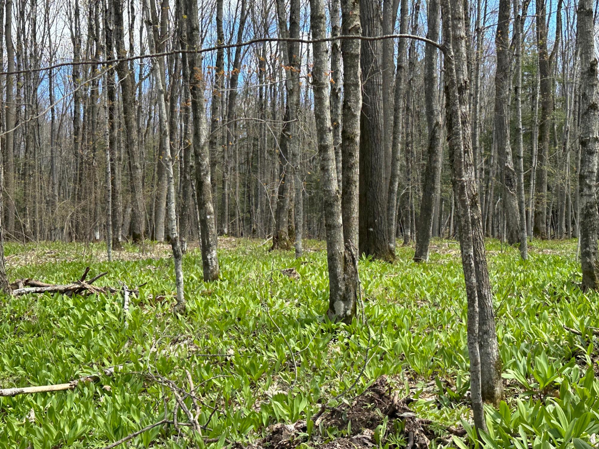 Lot 3 Shore Road Ewen, MI 49925 - Photo 1 of 11 Gallery Image 1