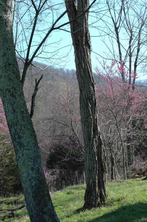 Lot J Springdale Road Pearisburg, VA 24134 - Photo 32 of 51 Gallery Image 32