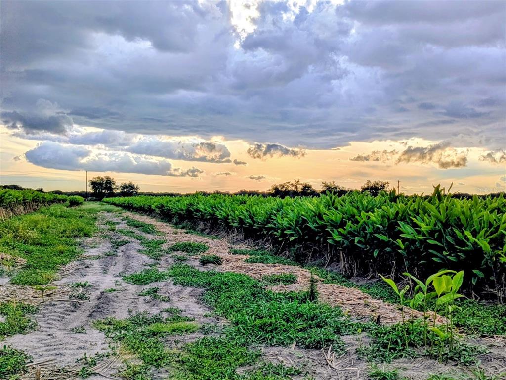 Tom Bryan Road Zolfo Springs, FL 33890 - Photo 7 of 10
