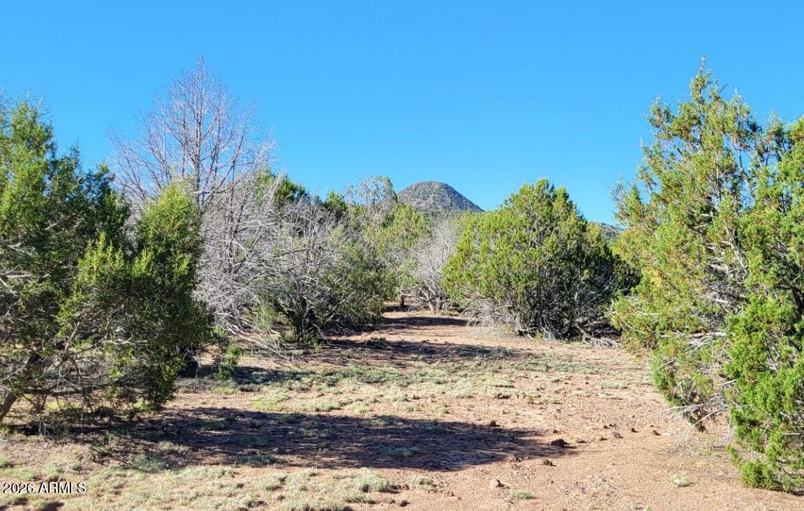 107 North A N Ranch Road, Unit 107A Williams, AZ 86046 - Photo 16 of 18 a view of a yard with trees
