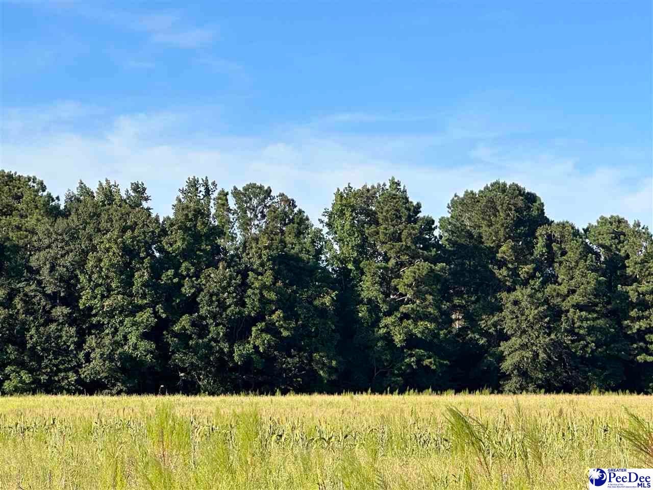 75-acres North Old Georgetown Road Coward, SC 29530 - Photo 6 of 27 Gallery Image 6