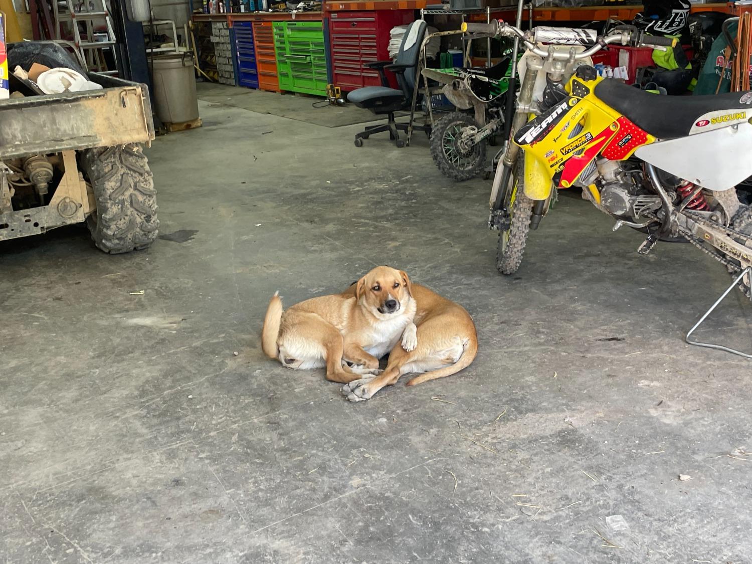 12302 Bennett Road Florence, IN 47020 - Photo 34 of 39 Dogs