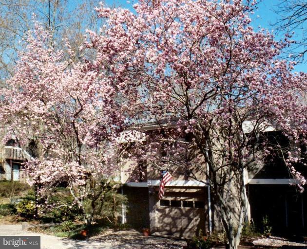1610 Greenbriar Court Reston, VA 20190 - Photo 21 of 22 Exterior Spring! Pink Magnolia Tree