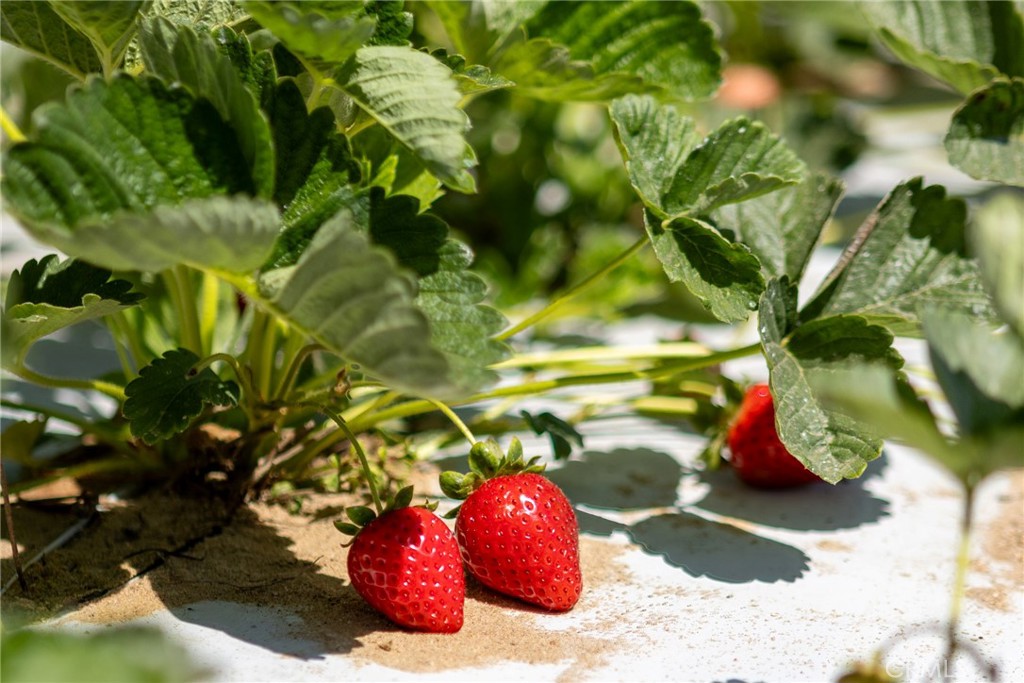 0 Indiana Way Nipomo, CA 93444 - Photo 13 of 22