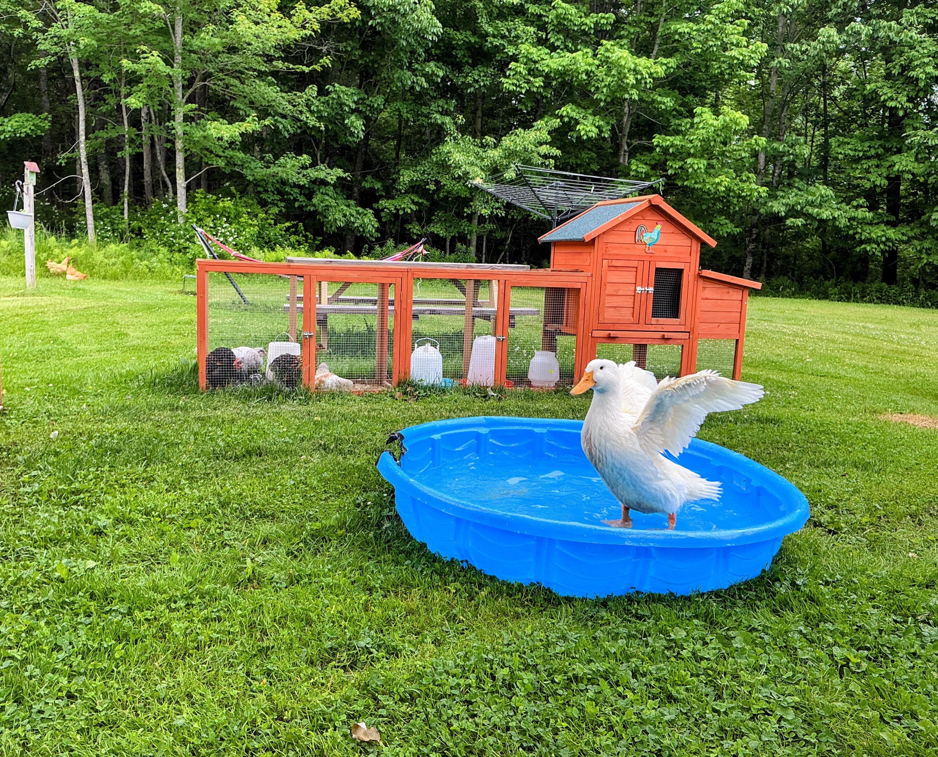 1341 Appleton Road Union, ME 04862 - Photo 26 of 44 Peking duck