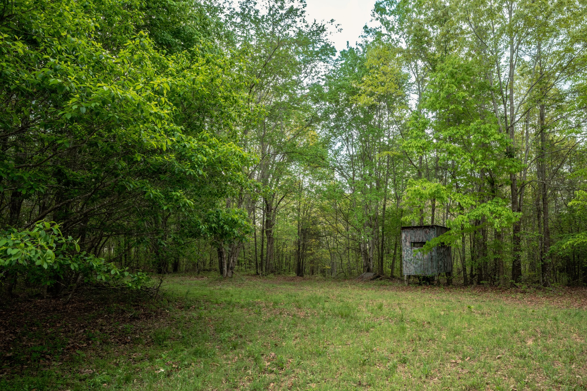 965 Flag Springs Road Lynnville, TN 38472 - Photo 17 of 56 a backyard of a house with trees