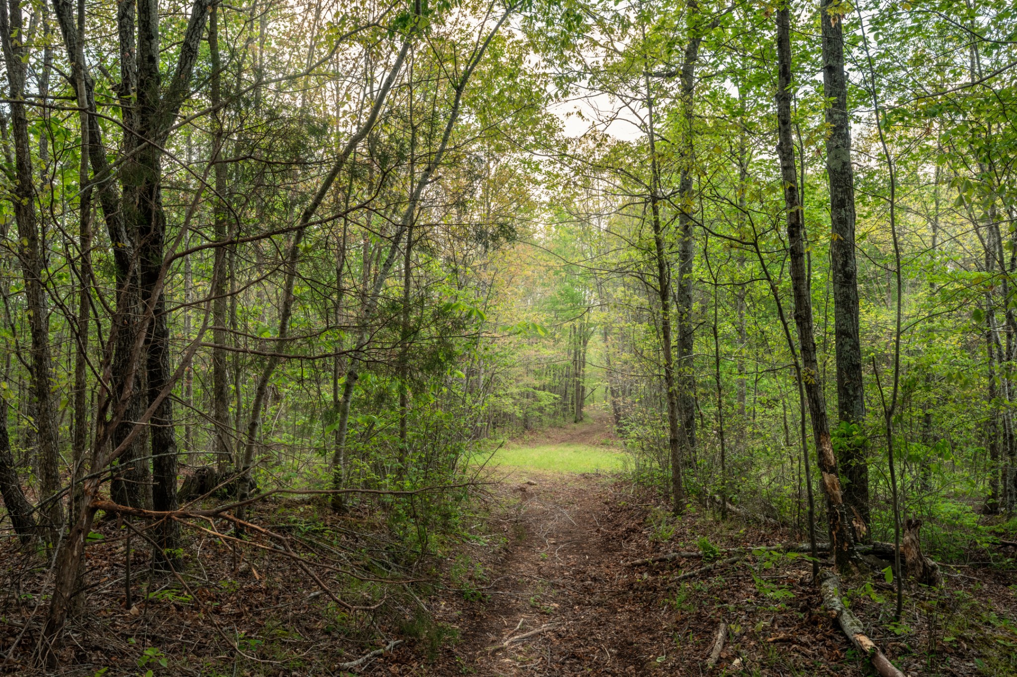 965 Flag Springs Road Lynnville, TN 38472 - Photo 19 of 56 a view of a forest with trees in the background