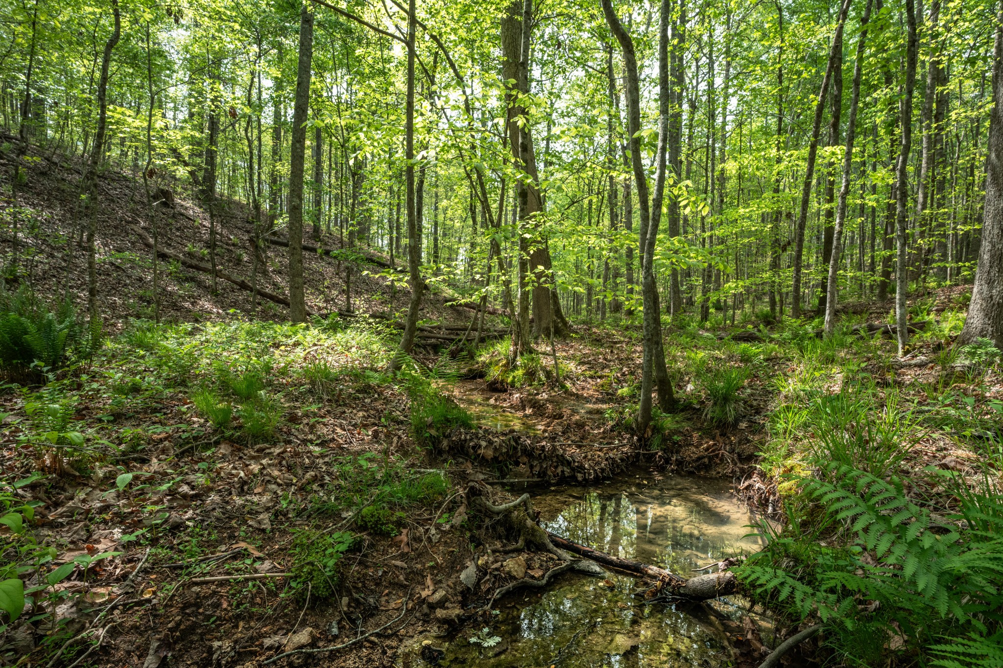 965 Flag Springs Road Lynnville, TN 38472 - Photo 20 of 56 a view of yard