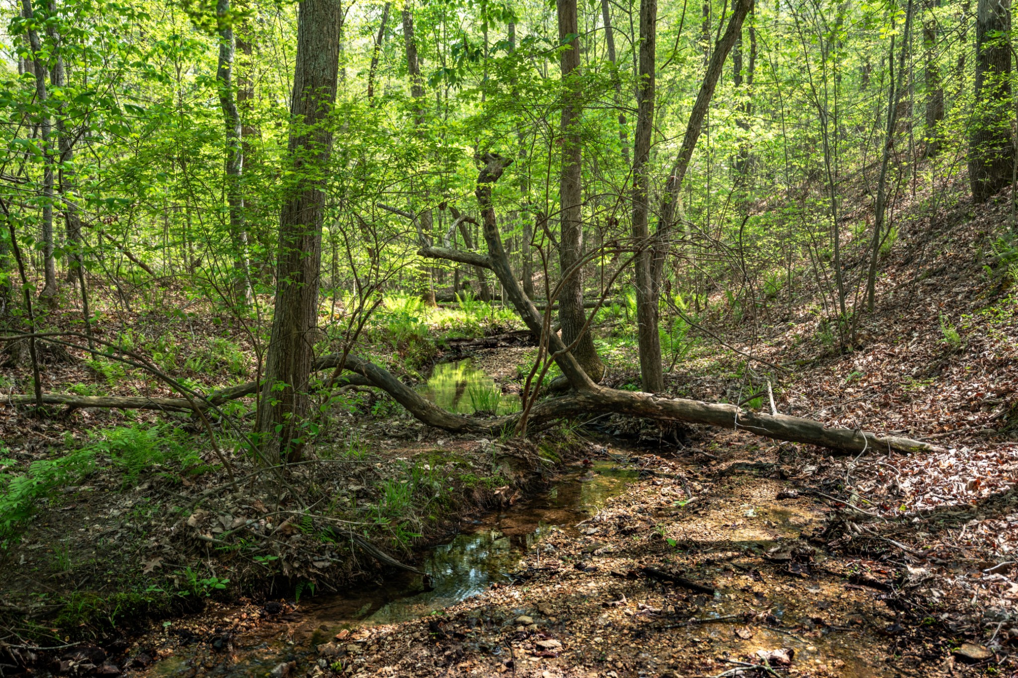 965 Flag Springs Road Lynnville, TN 38472 - Photo 21 of 56 a view of a forest