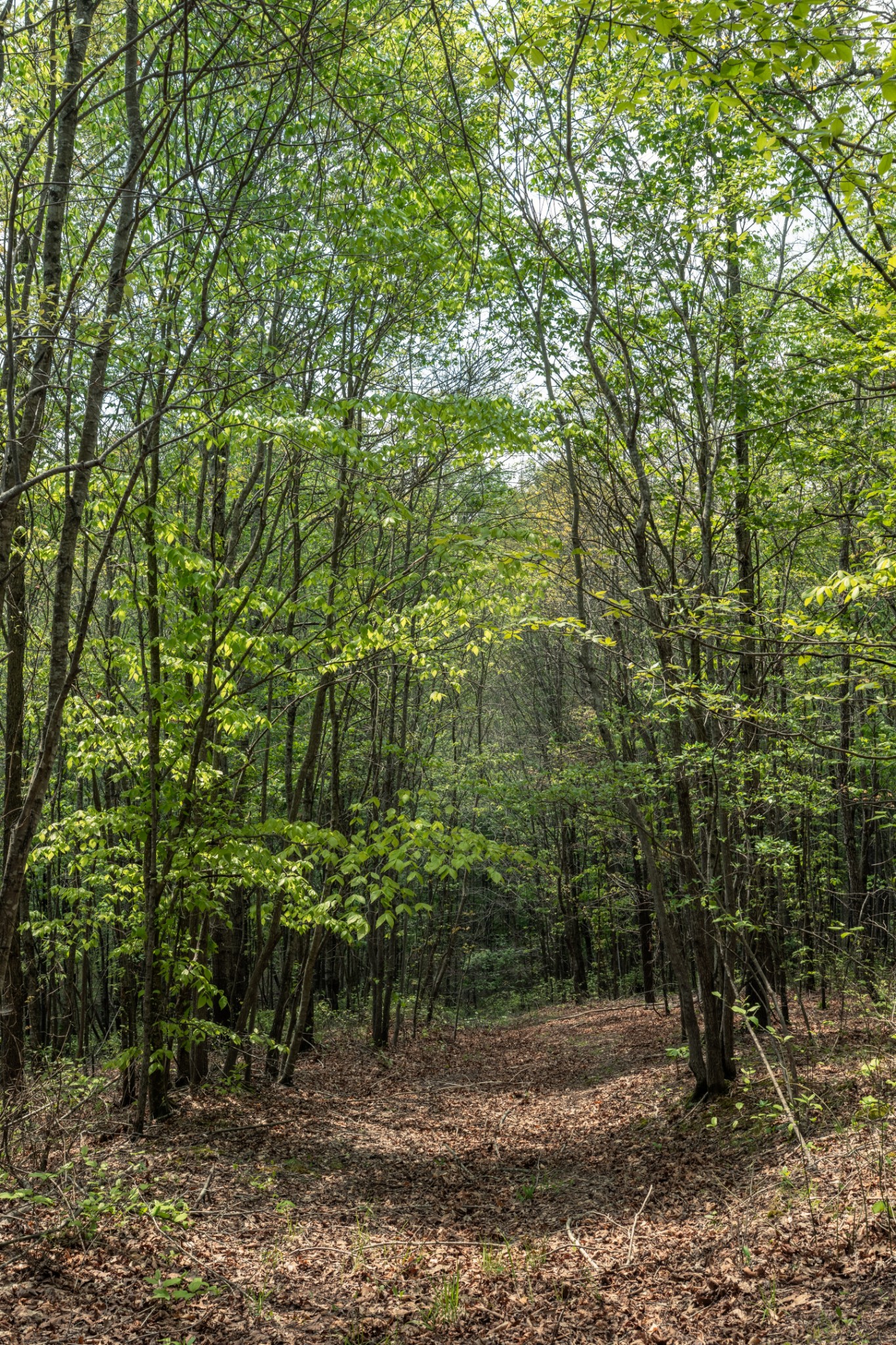 965 Flag Springs Road Lynnville, TN 38472 - Photo 22 of 56 a view of a yard with plants and large trees