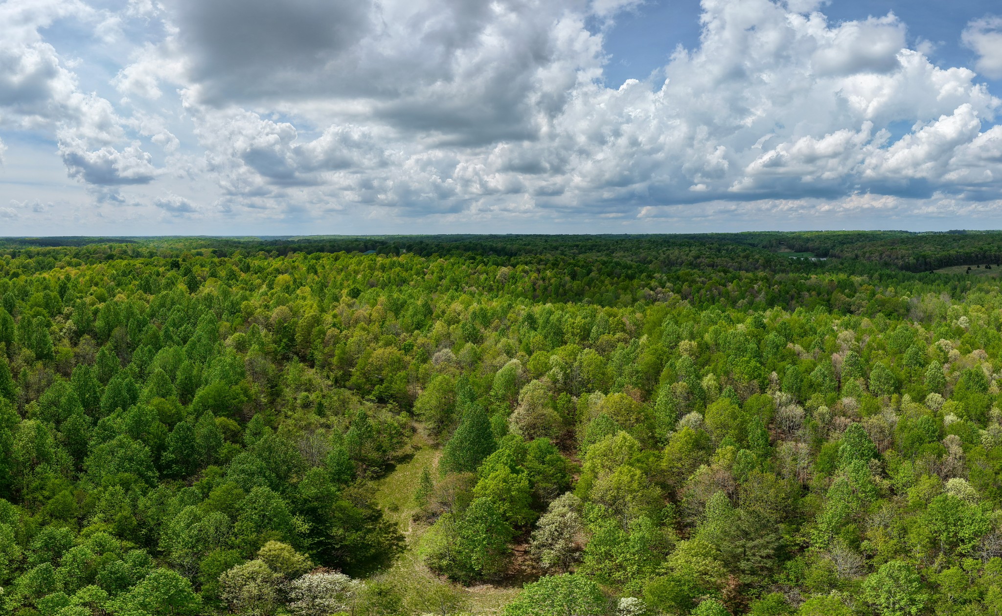 965 Flag Springs Road Lynnville, TN 38472 - Photo 25 of 56 a view of a bunch of trees