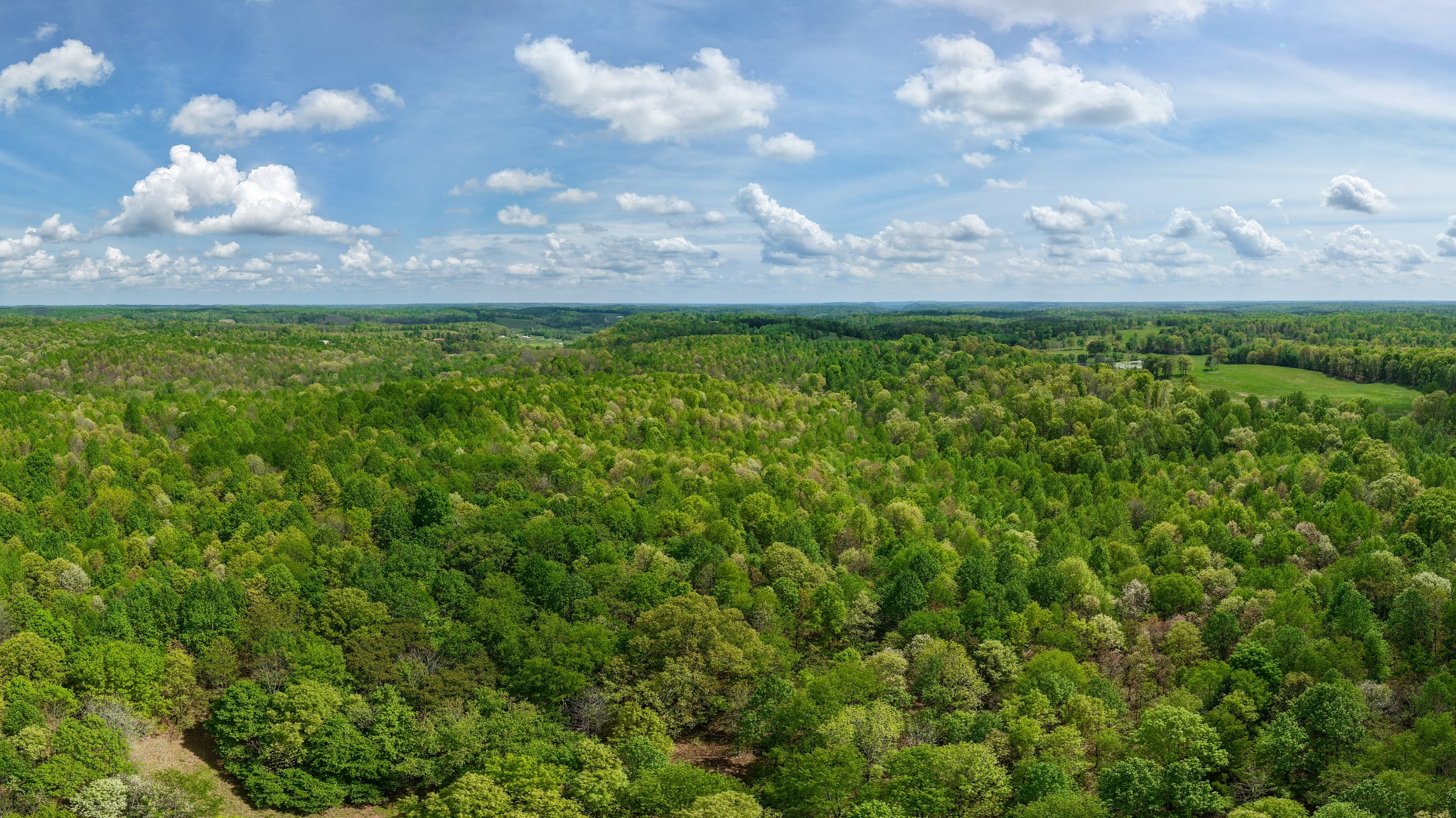 965 Flag Springs Road Lynnville, TN 38472 - Photo 26 of 56 a view of a bunch of trees