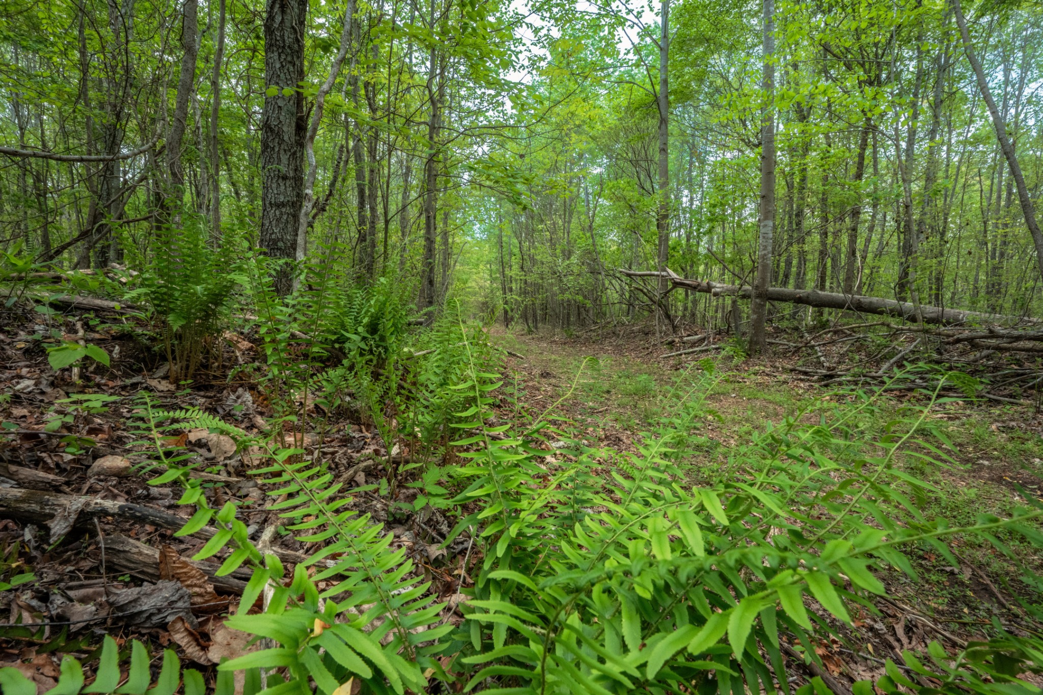 965 Flag Springs Road Lynnville, TN 38472 - Photo 30 of 56 a view of outdoor space and trees