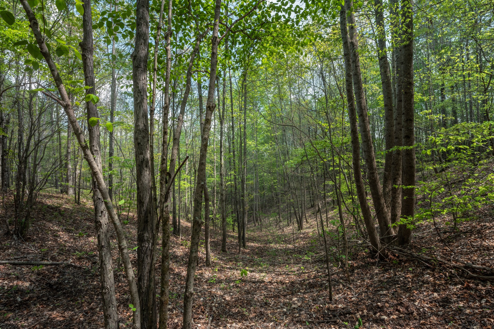 965 Flag Springs Road Lynnville, TN 38472 - Photo 32 of 56 a view of outdoor space and green space