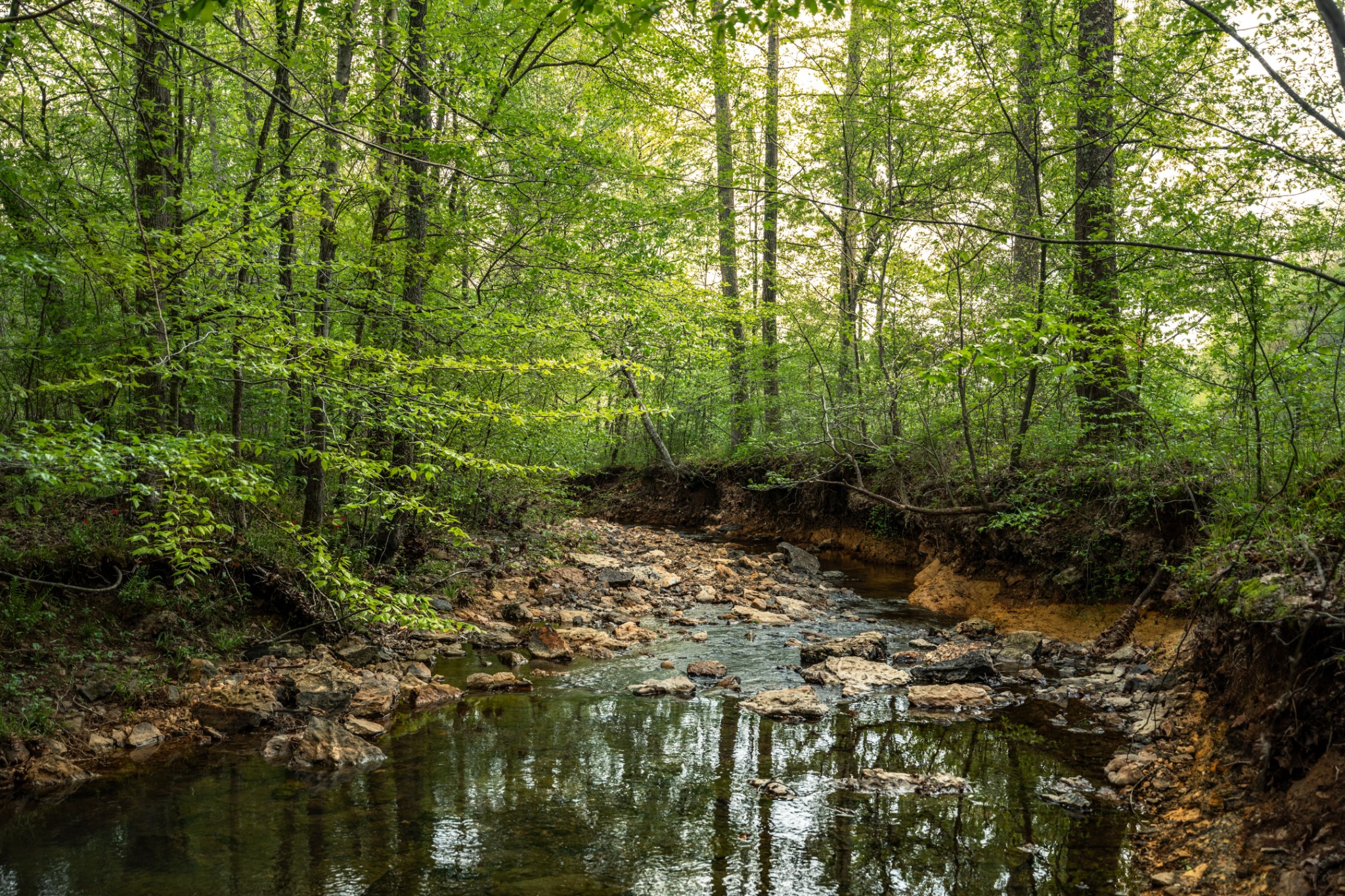 965 Flag Springs Road Lynnville, TN 38472 - Photo 34 of 56 a view of a forest with trees