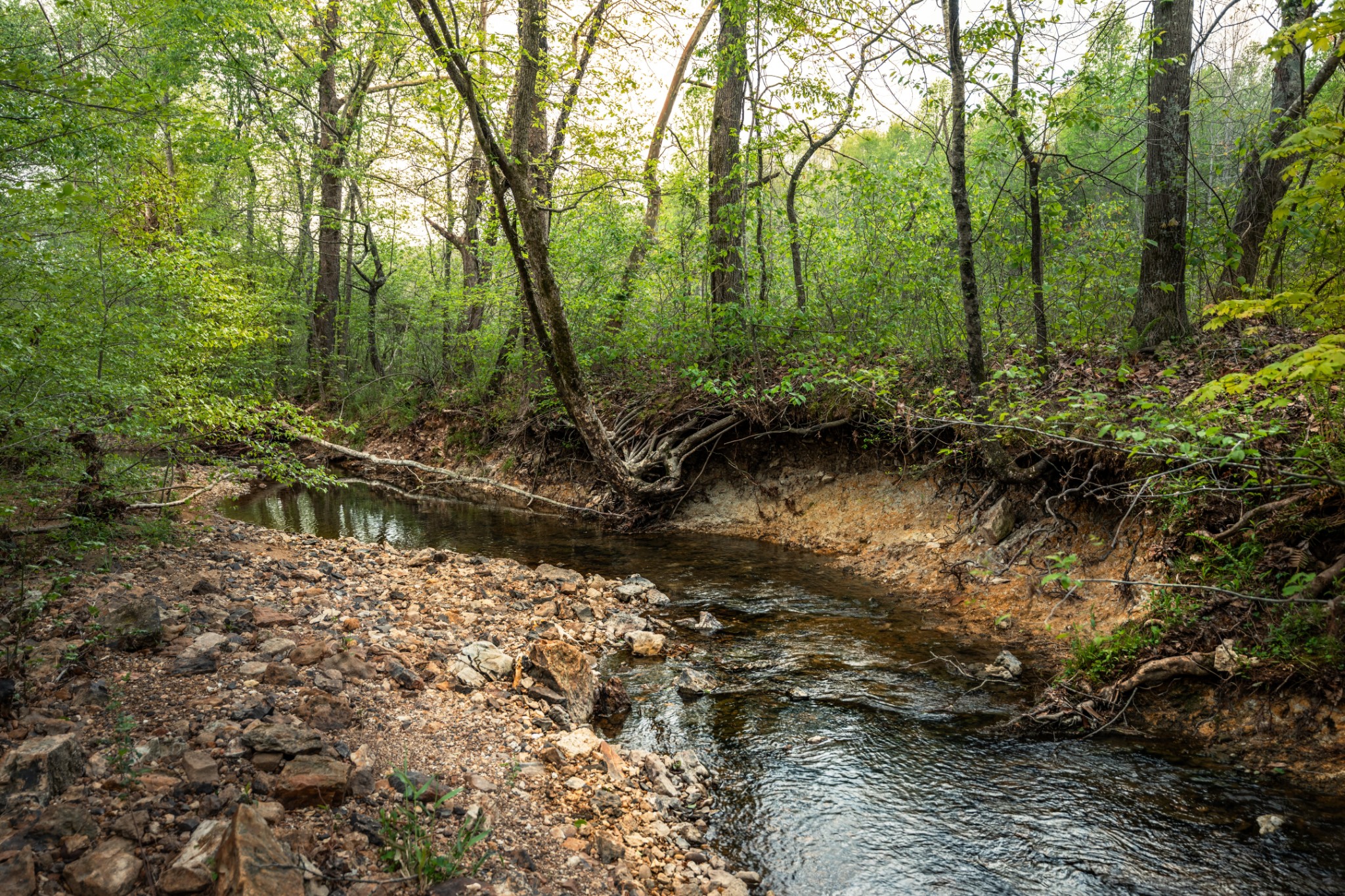 965 Flag Springs Road Lynnville, TN 38472 - Photo 35 of 56 a backyard of a house with lots of green space