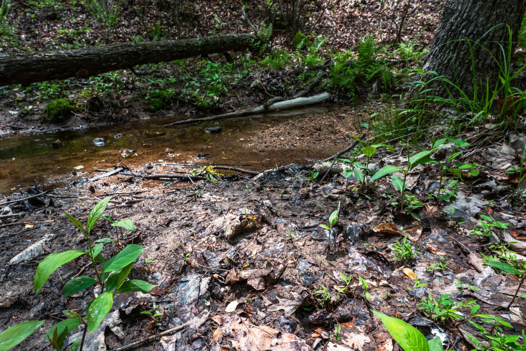 965 Flag Springs Road Lynnville, TN 38472 - Photo 36 of 56 a view of a tree with a yard