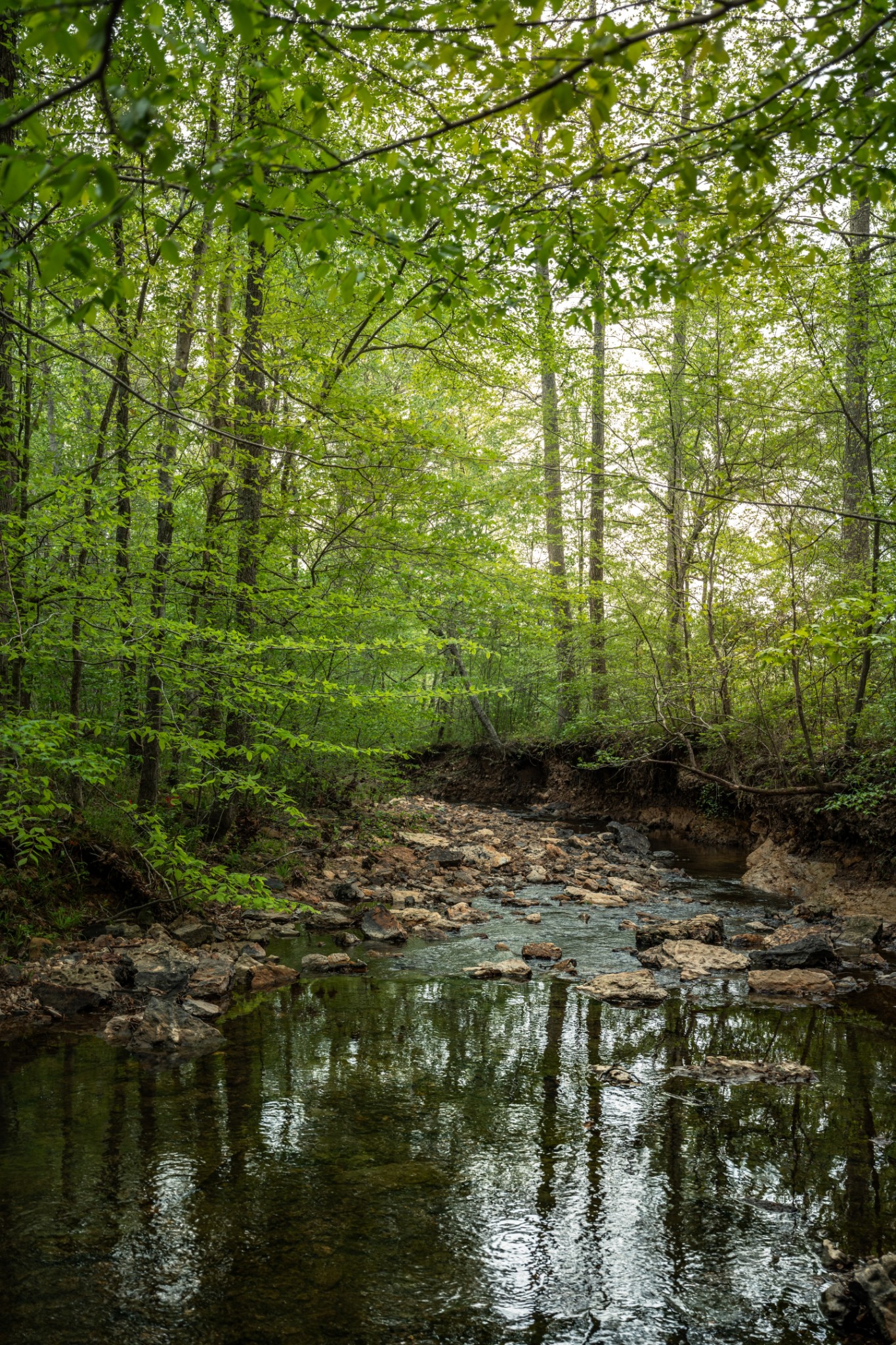 965 Flag Springs Road Lynnville, TN 38472 - Photo 37 of 56 a view of river covered by trees