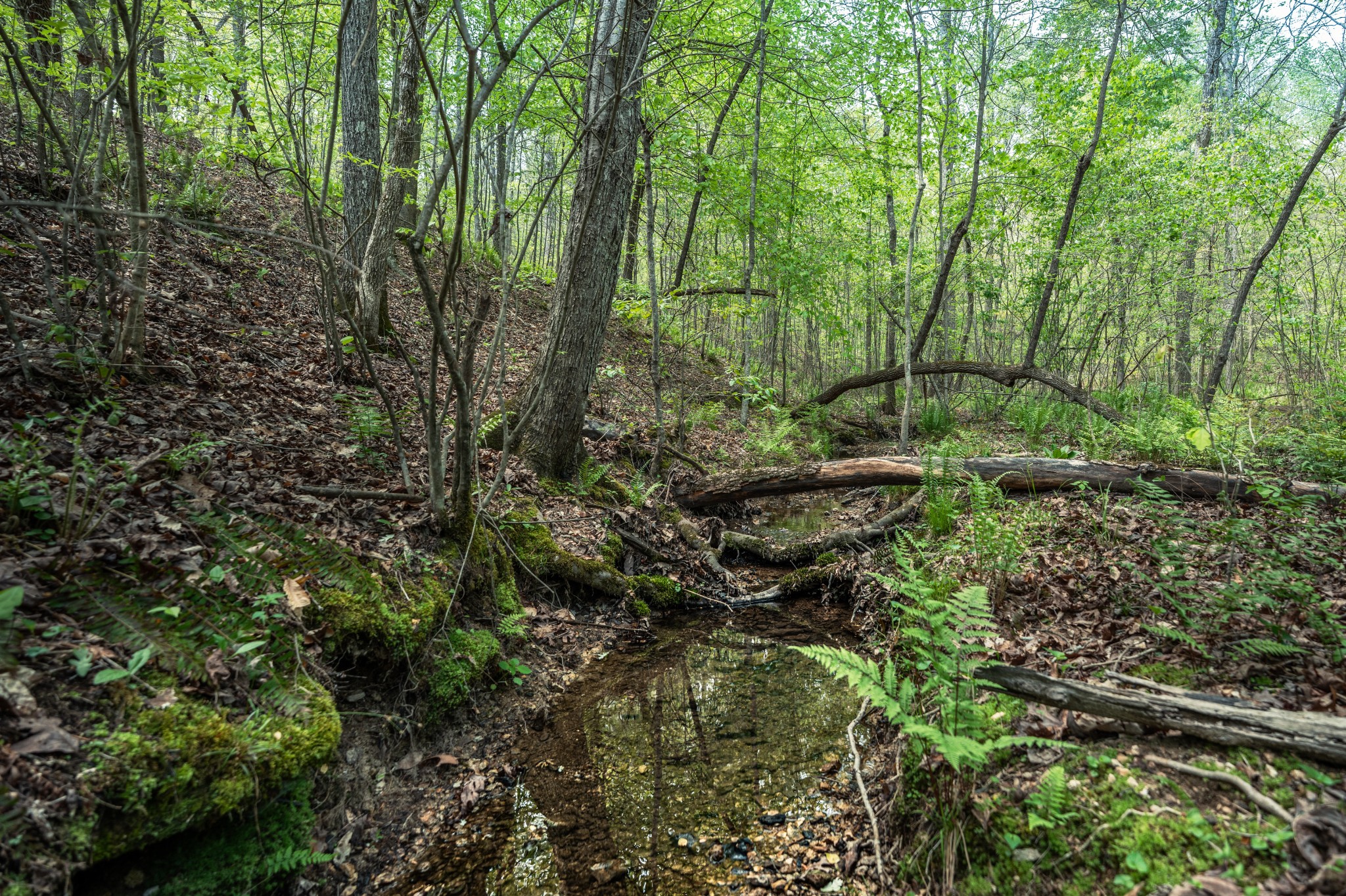 965 Flag Springs Road Lynnville, TN 38472 - Photo 38 of 56 a view of outdoor space and covered with trees
