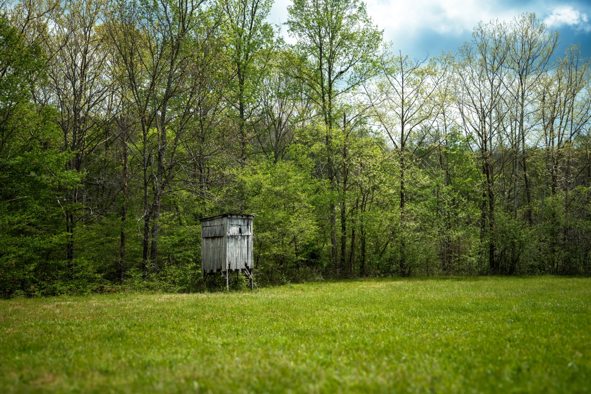 965 Flag Springs Road Lynnville, TN 38472 - Photo 40 of 56 a backyard of a house with lots of green space