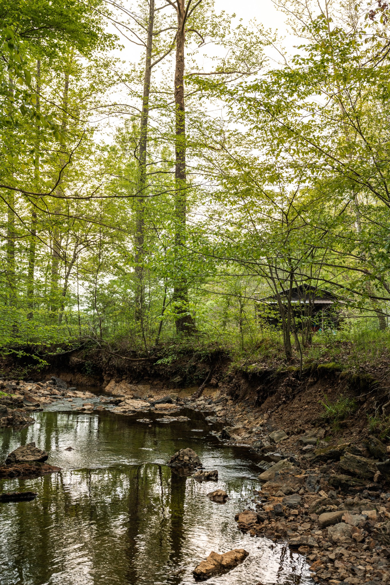 965 Flag Springs Road Lynnville, TN 38472 - Photo 41 of 56 a view of swimming pool with lawn chairs and plants