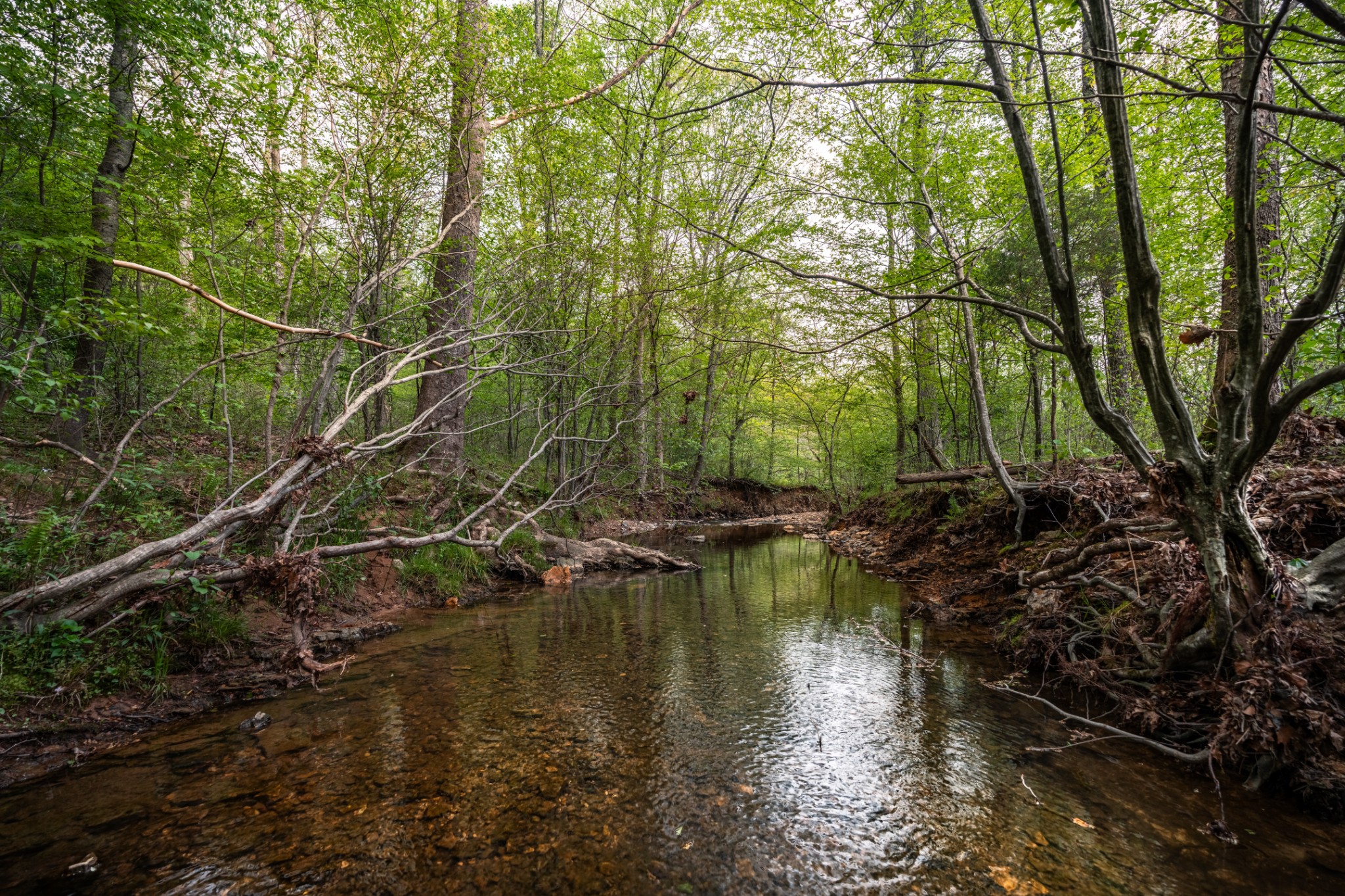 965 Flag Springs Road Lynnville, TN 38472 - Photo 43 of 56 a view of lake
