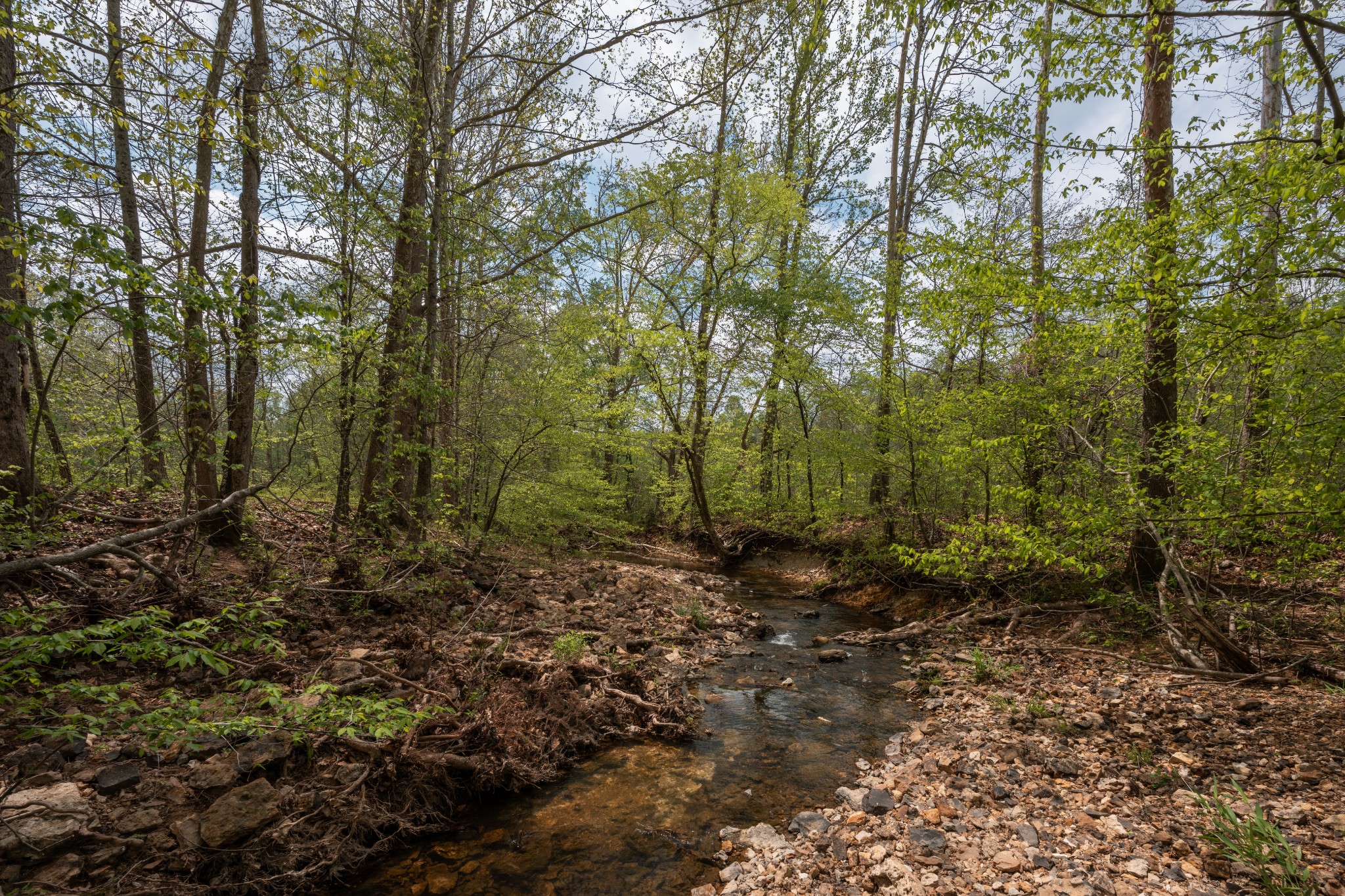 965 Flag Springs Road Lynnville, TN 38472 - Photo 45 of 56 a view of a forest with trees in the background