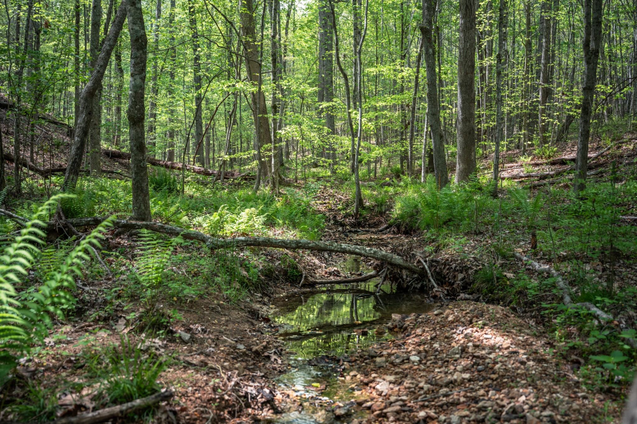 965 Flag Springs Road Lynnville, TN 38472 - Photo 46 of 56 a backyard of a building with lots of green space