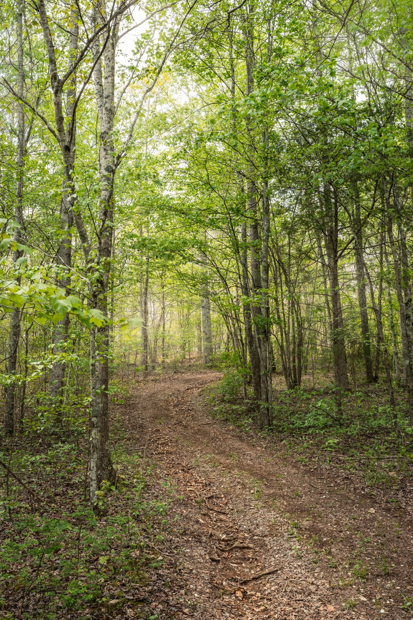 965 Flag Springs Road Lynnville, TN 38472 - Photo 47 of 56 a view of outdoor space and green space