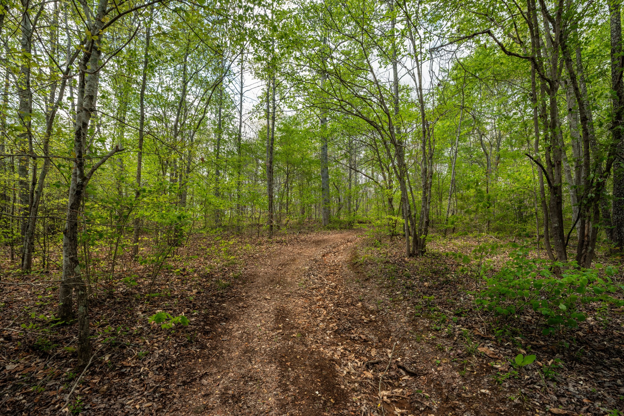 965 Flag Springs Road Lynnville, TN 38472 - Photo 48 of 56 a view of a large yard with lots of green space