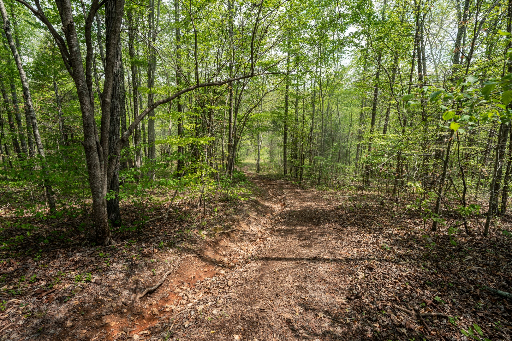 965 Flag Springs Road Lynnville, TN 38472 - Photo 49 of 56 a view of outdoor space and trees