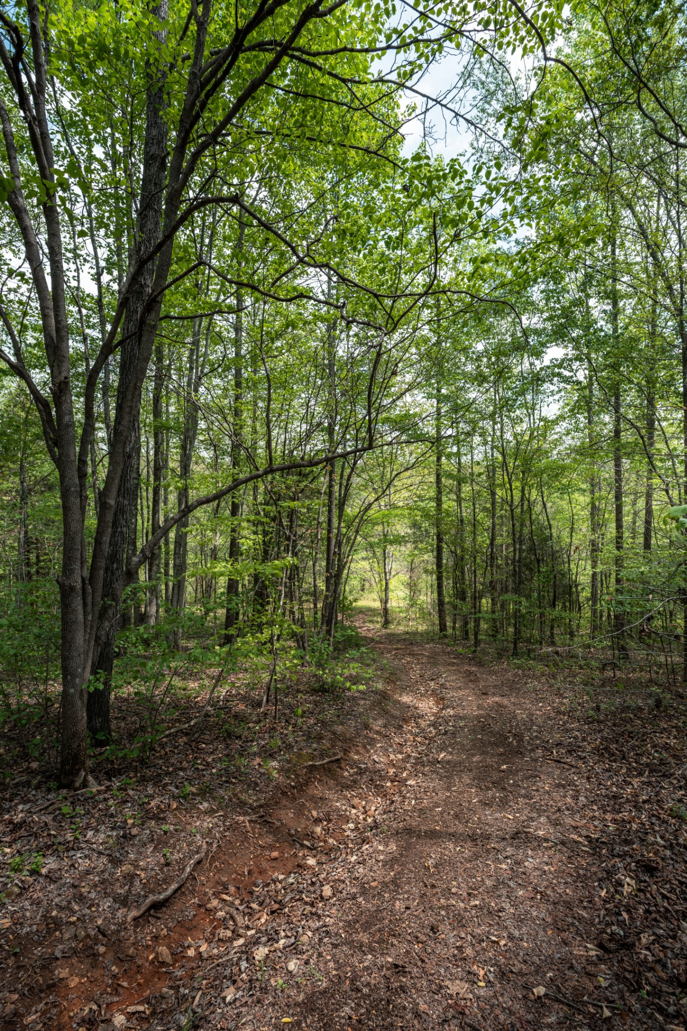 965 Flag Springs Road Lynnville, TN 38472 - Photo 50 of 56 a view of a forest with trees in the background