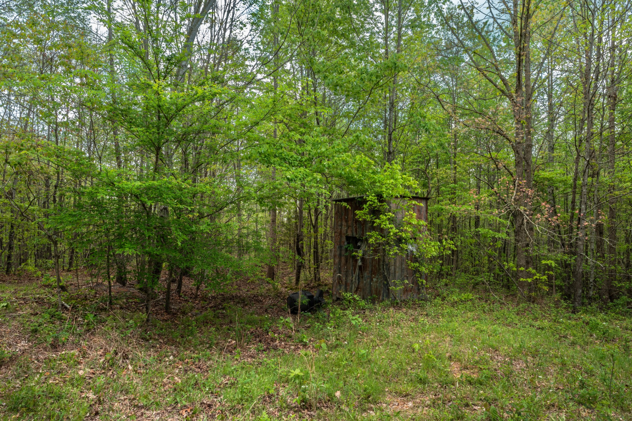 965 Flag Springs Road Lynnville, TN 38472 - Photo 51 of 56 a view of a forest