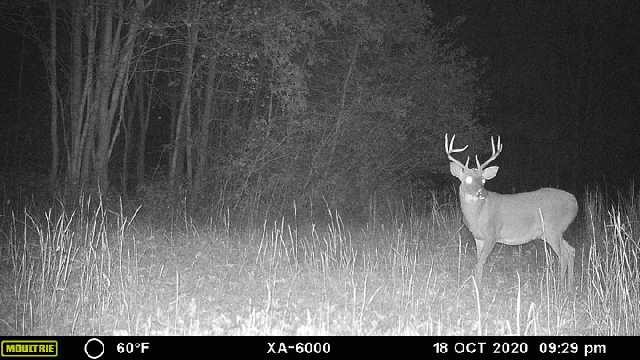 965 Flag Springs Road Lynnville, TN 38472 - Photo 52 of 56 a picture of a room