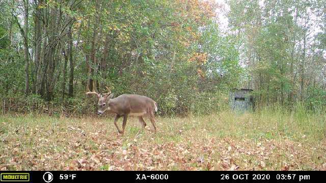 965 Flag Springs Road Lynnville, TN 38472 - Photo 54 of 56 a backyard of a house with yard and lake view