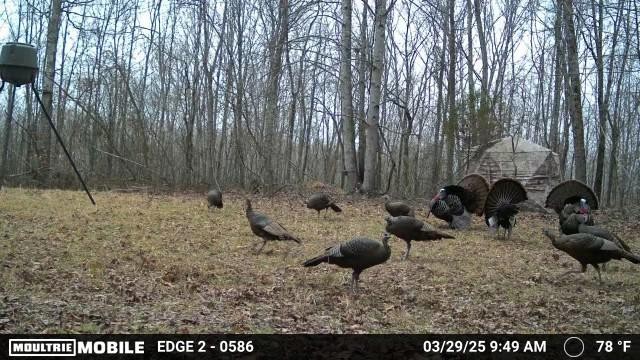 965 Flag Springs Road Lynnville, TN 38472 - Photo 56 of 56 a view of entryway with trampoline