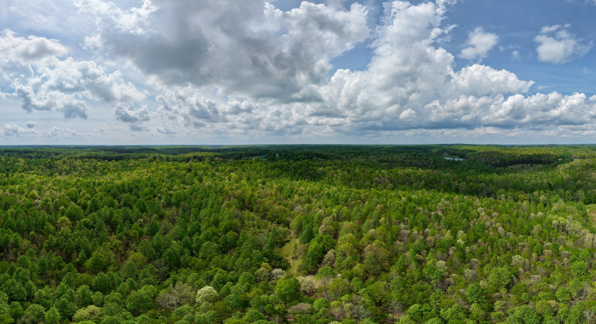 965 Flag Springs Road Lynnville, TN 38472 - Photo 7 of 56 a view of a big yard with lots of green space