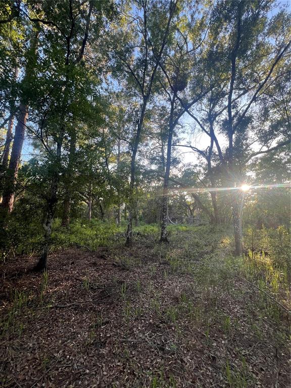 Pinon Drive Webster, FL 33597 - Photo 1 of 4 a view of a forest with trees