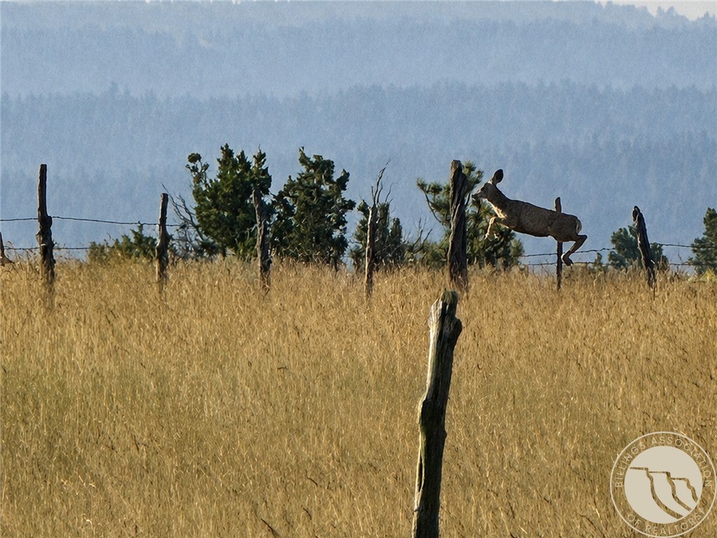 110 Snowflake Road Roundup, MT 59072 - Photo 25 of 29 Gallery Image 25