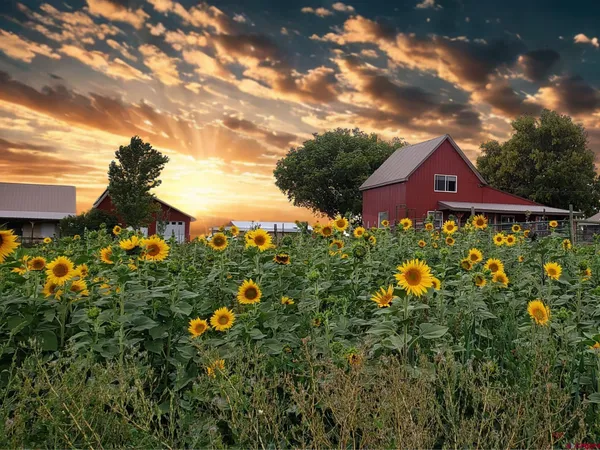 an aerial view of a house with a garden and large trees