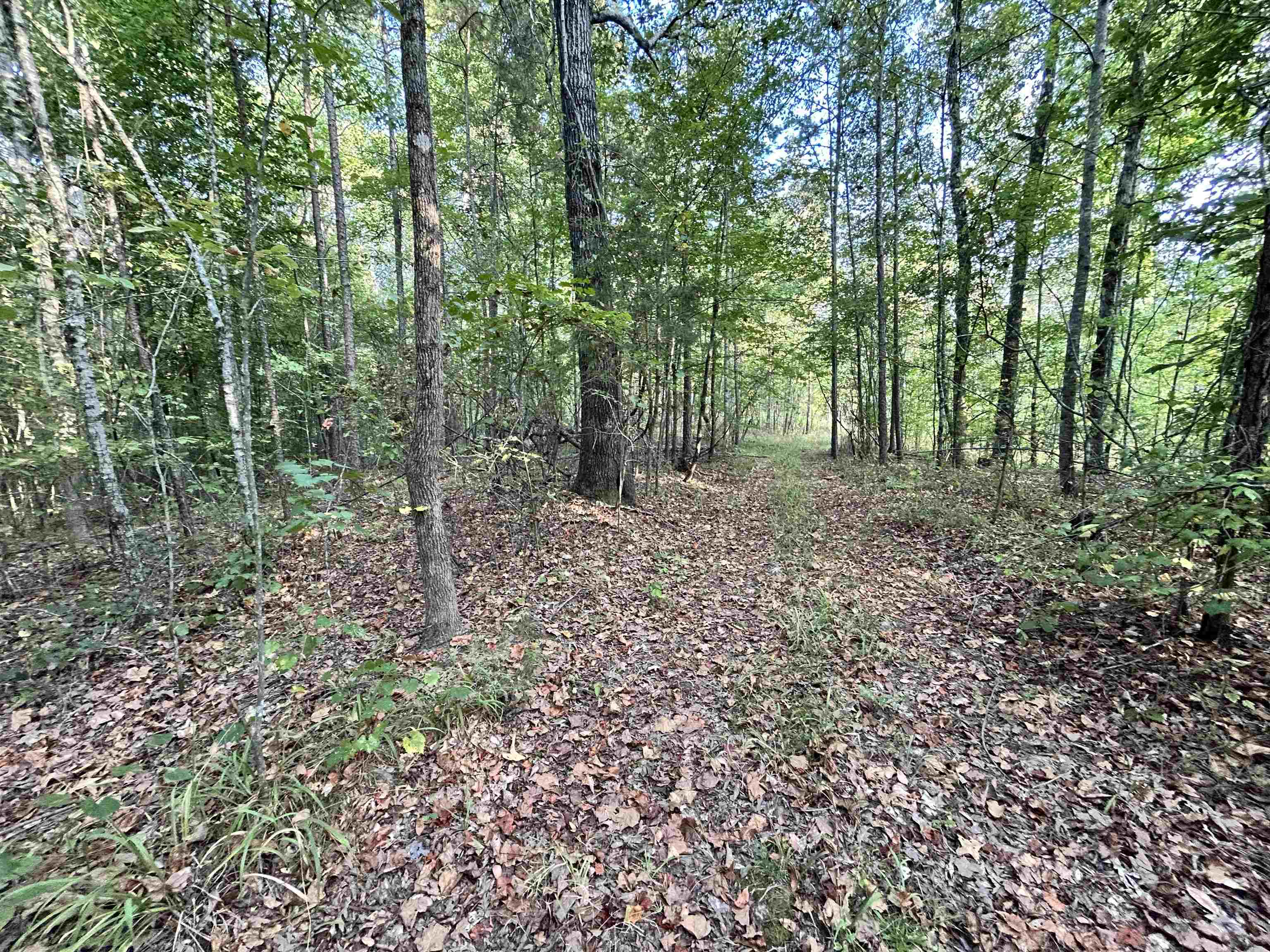 0 Cora Lane Bolivar, TN 38008 - Photo 16 of 24 a view of outdoor space and tree